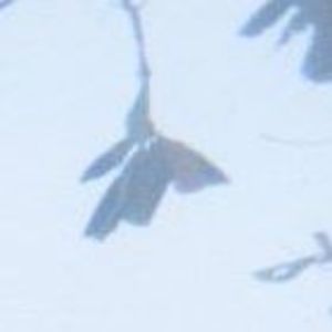 Meet your Posher, Sha